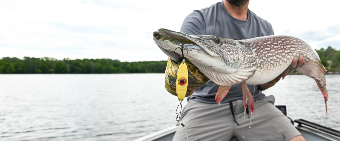 Northern Pike caught on Rainy Lake during the late-fall pre-ice period