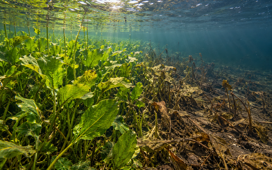 Healthy and dying fall vegetation showing Northern Pike shallow weed and deep-edge habitat