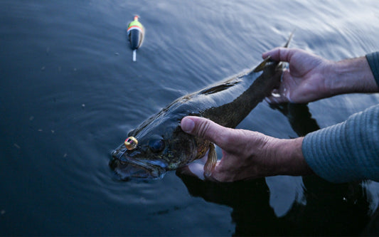 Fall walleye location changes with water temperature