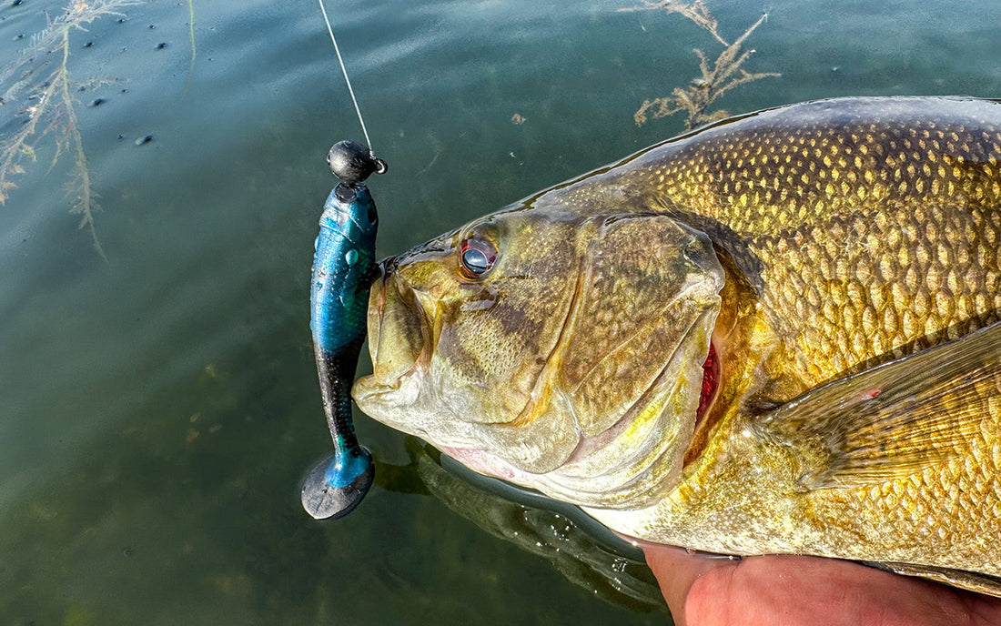 Smallmouth bass caught on a FishDaddy Paddle Tail soft plastic