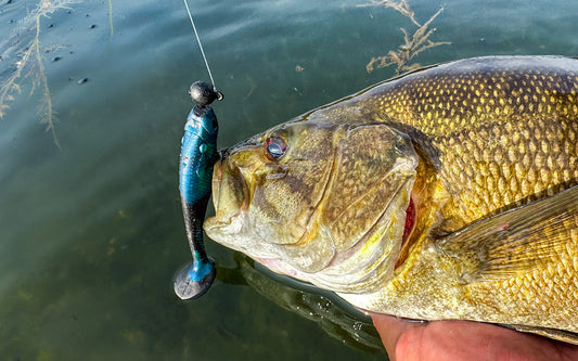 Smallmouth bass caught on a FishDaddy Paddle Tail soft plastic
