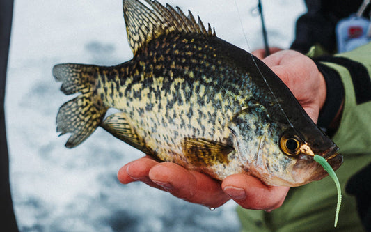 FishDaddy Spyro Tail soft plastic used for ice fishing crappie