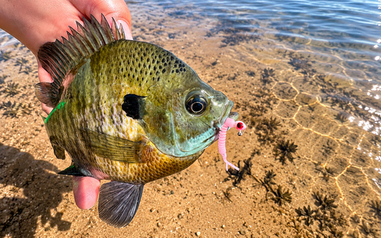 Bluegill and crappie locations during the fall transition