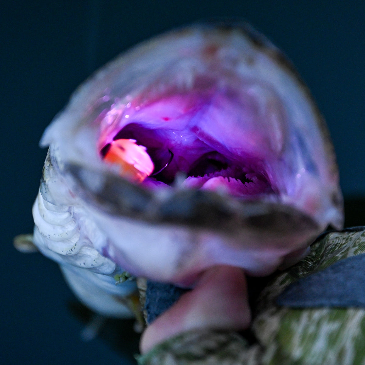 FishDaddy Dirty Bomb Live Wire in a Walleye mouth