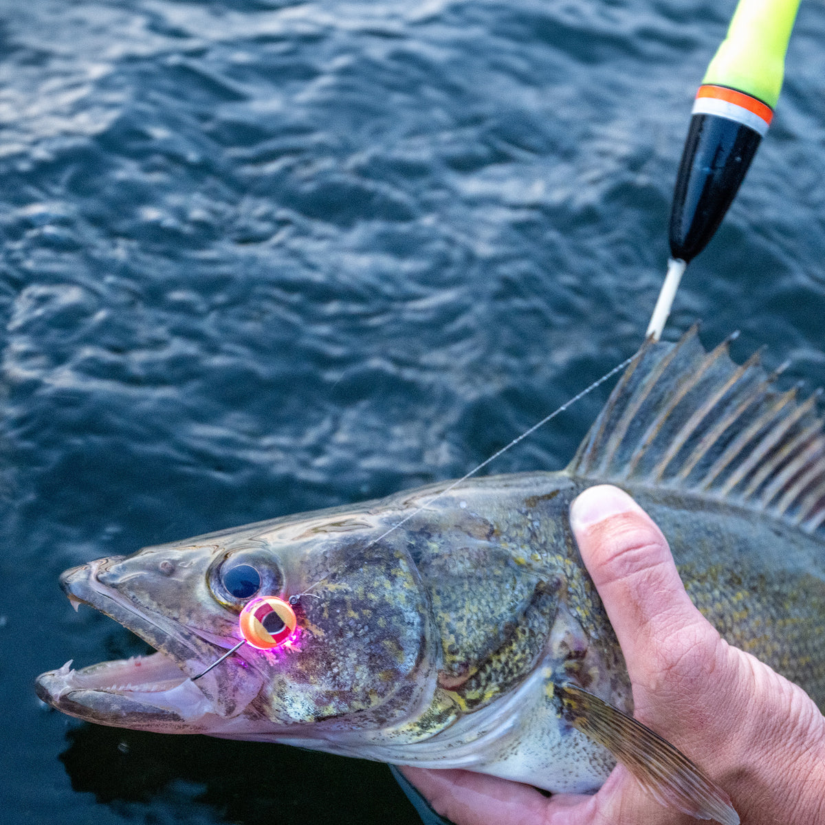 FishDaddy Dirty Bomb Live Wire used in a Walleye bobber fishing presentation