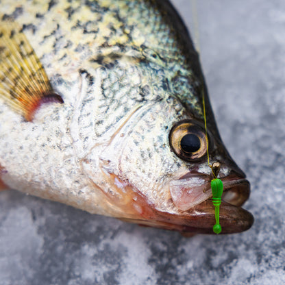FishDaddy Boller color assortment