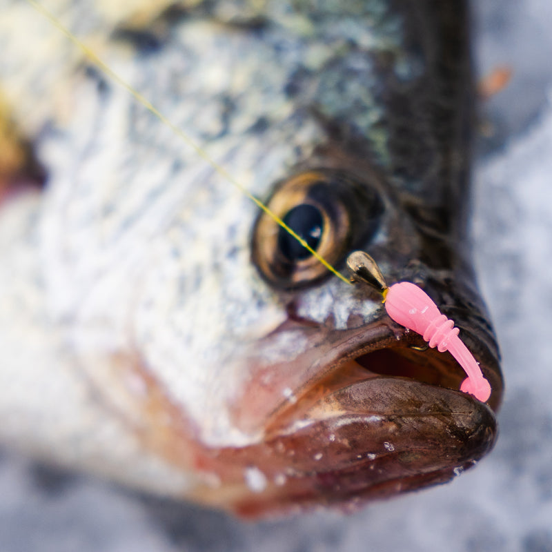 FishDaddy Boller color assortment