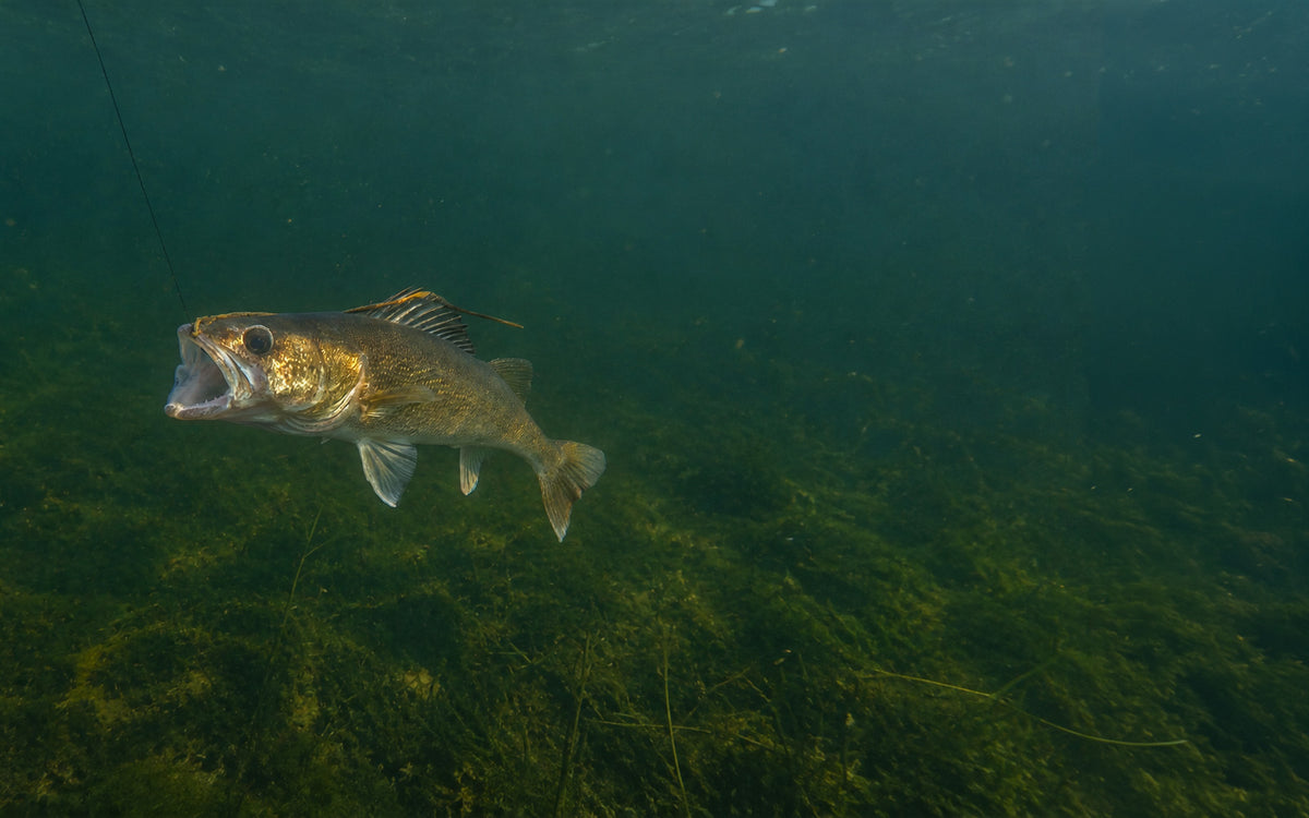 An underwater photograph of a walleye with its mouth wide open, swimming over a bed of green aquatic plants in murky blue-green water.