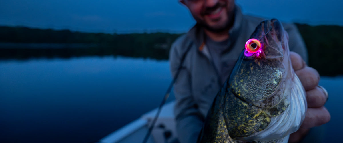 Walleye with FishDaddy Dirty Bomb Live Wire Pink at dark