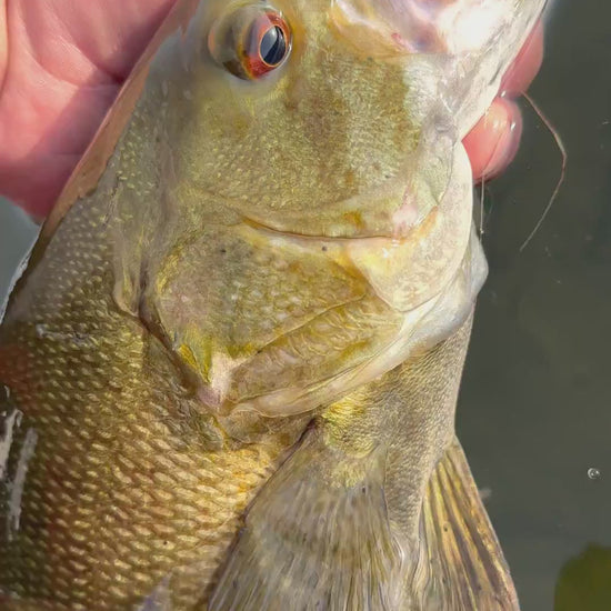 FishDaddy Soft Jerkbait 3.5 inch catching a bass