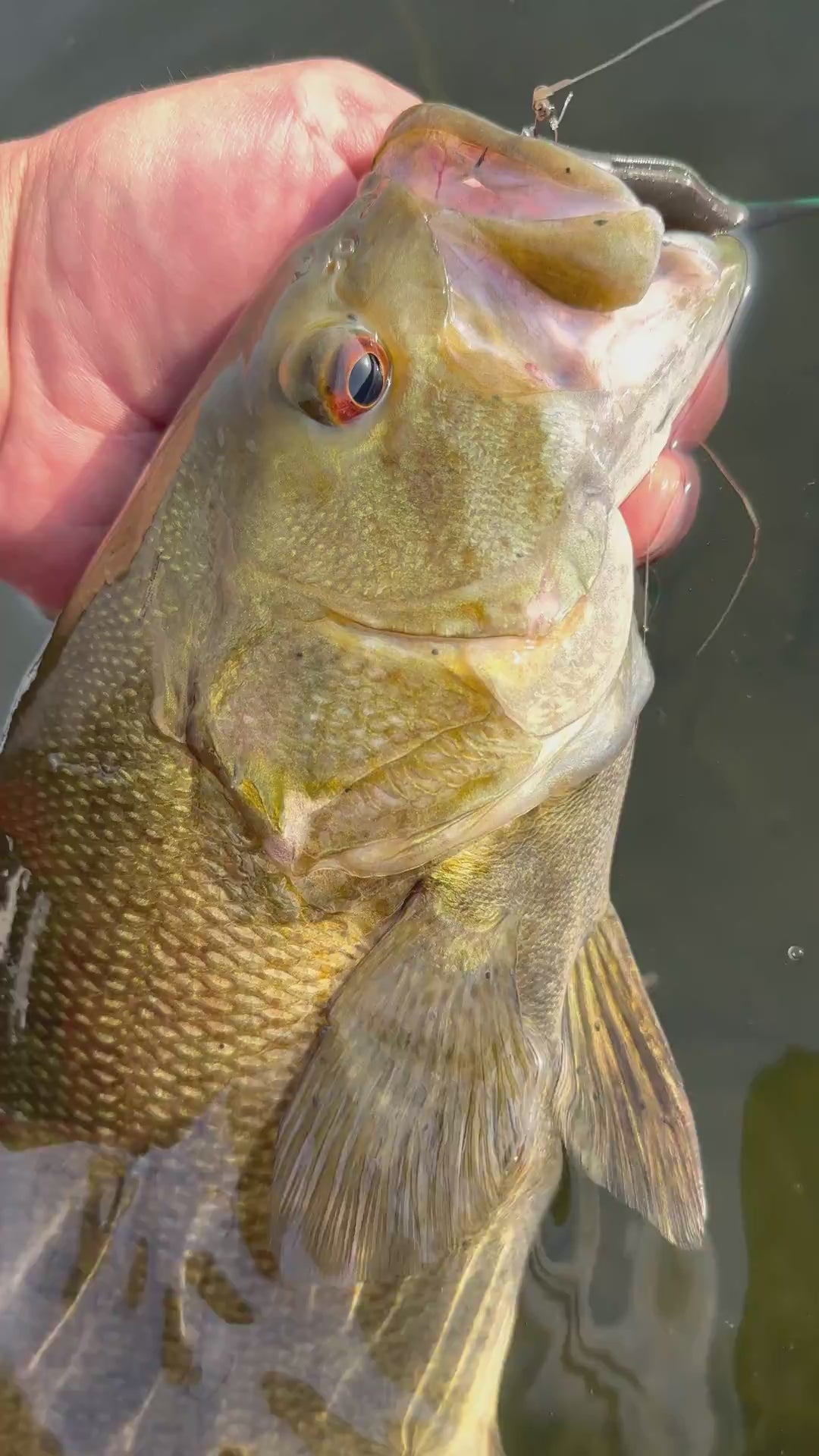 FishDaddy Soft Jerkbait 3.5 inch catching a bass